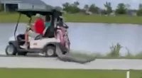 Shocking moment alligator lunges toward cart on Florida golf course