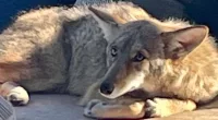 Texas park closed after 3 children attacked by coyote