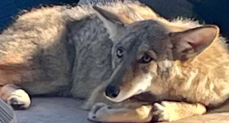 Texas park closed after 3 children attacked by coyote
