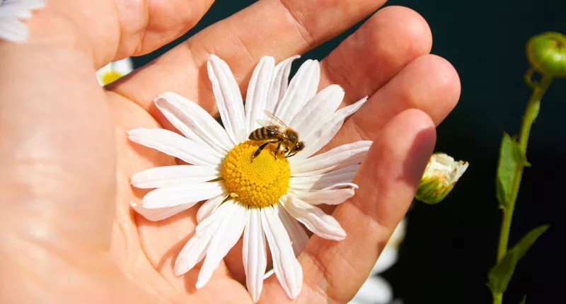 The Spiritual Significance of Crossing Paths With a Bee