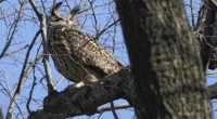 What killed Flaco the owl? New York zoologists testing for toxins, disease as contributing factors