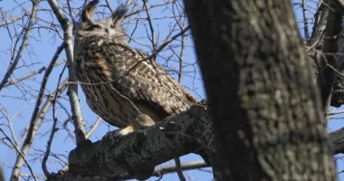 What killed Flaco the owl? New York zoologists testing for toxins, disease as contributing factors