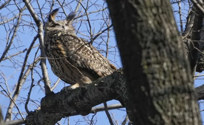 What killed Flaco the owl? New York zoologists testing for toxins, disease as contributing factors