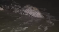 Young gray whale washes ashore in La Jolla, San Diego