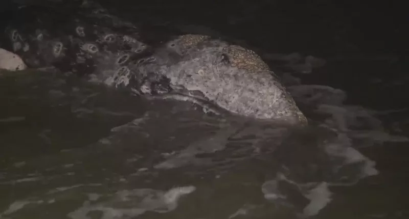 Young gray whale washes ashore in La Jolla, San Diego