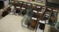 32 bunnies rescued from Colorado home after uncontrolled breeding