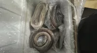 6 arrested in illegal goose intestine import scheme
