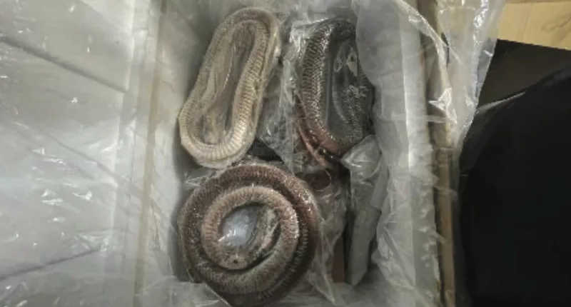 6 arrested in illegal goose intestine import scheme