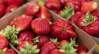Strawberries in boxes