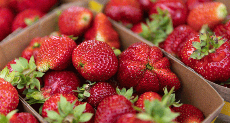 Strawberries in boxes