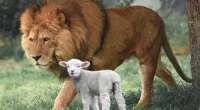Beyond the Lion and the Lamb: Let’s talk about March folklore