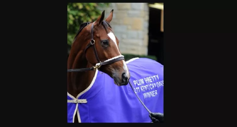 Plum Pretty Horse cause of death
