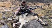 Colorado wolves likely to enter Wyoming where they can be shot