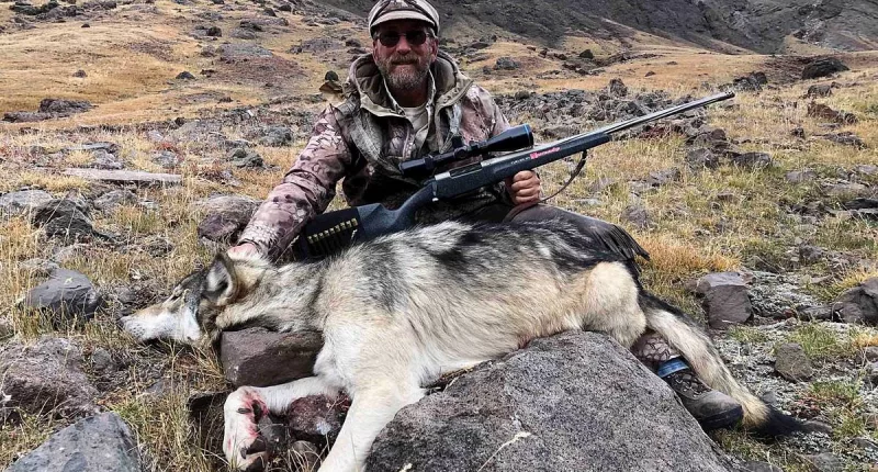 Colorado wolves likely to enter Wyoming where they can be shot