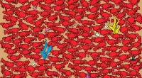 There are four crabs hidden amongst the lobsters