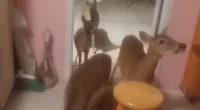 Florida cocaine trafficker is accused of luring endangered deer into home, then watching FOX NEWS with one of the animals