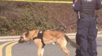 Mystery as human body parts are discovered at Long Island park