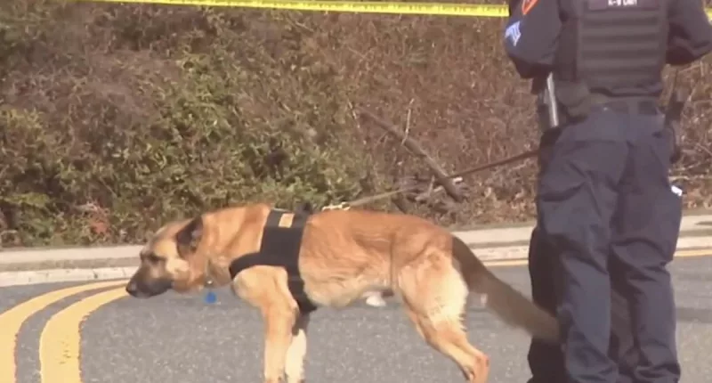 Mystery as human body parts are discovered at Long Island park