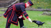 New ravenmaster at Tower of London has most important job in England, according to legend