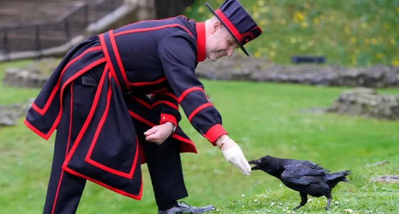 New ravenmaster at Tower of London has most important job in England, according to legend