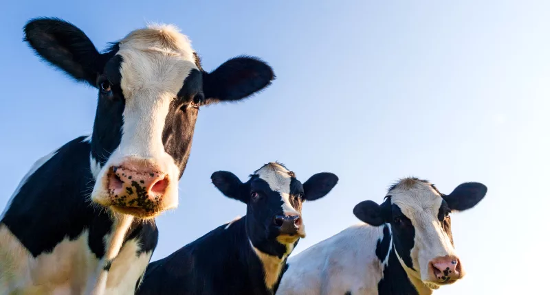 Pennsylvania court drops injunction against Amish farmer who suffered from police raid