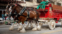 Savannah St. Patrick's Day Parade will feature Budweiser Clydesdales once again