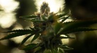 In 2018, Republicans accidentally legalized cannabis. Now 22 AGs want them to undo it