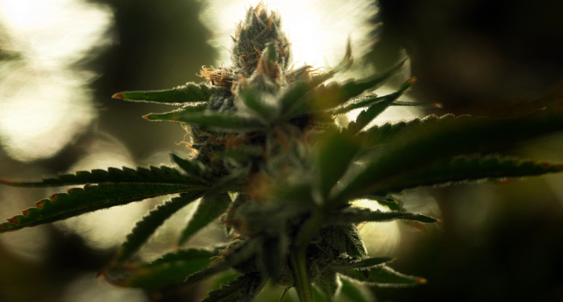In 2018, Republicans accidentally legalized cannabis. Now 22 AGs want them to undo it