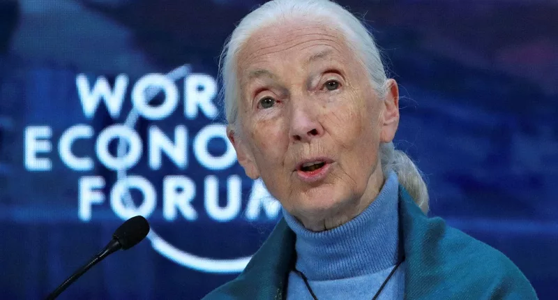 Jane Goodall to celebrate 90th birthday with talks on urgency of environmental action