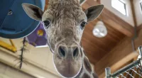 South Dakota zoo euthanizes beloved giraffe after foot injury