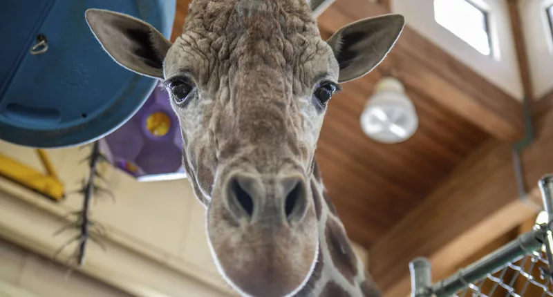 South Dakota zoo euthanizes beloved giraffe after foot injury