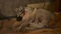 A heartbreaking video showed a wolf's final moments before being shot to death