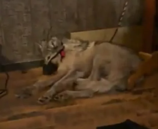 A heartbreaking video showed a wolf's final moments before being shot to death