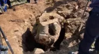 Portland resident crushed to death by 1200lb tree stump