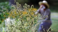 Allergy season is getting longer and more severe in dozens of US cities: Here's where