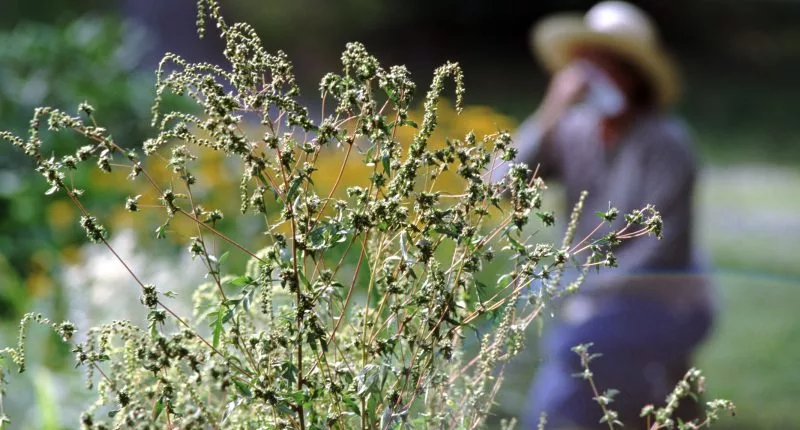 Allergy season is getting longer and more severe in dozens of US cities: Here's where