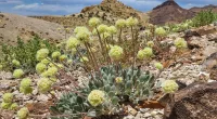 Biden admin advances review of Nevada lithium mine despite concerns over endangered wildflower