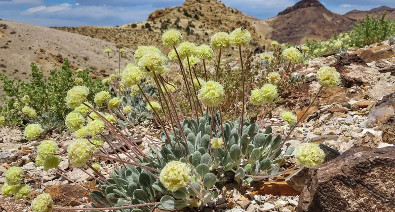Biden admin advances review of Nevada lithium mine despite concerns over endangered wildflower