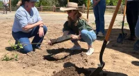 First partner Jennifer Siebel Newsom plants a tree during ground breaking ceremony where the state will open the first new state park in a decade on Monday April 22, 2024 at the Dos Rios property, in Modesto, Calif. The announcement comes as the state sets targets for cutting planet-warming emissions on natural lands. (AP Photo/Sophie Austin)