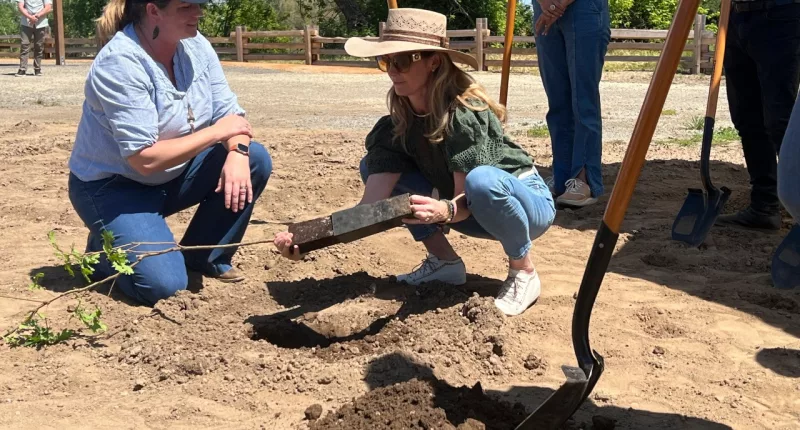 First partner Jennifer Siebel Newsom plants a tree during ground breaking ceremony where the state will open the first new state park in a decade on Monday April 22, 2024 at the Dos Rios property, in Modesto, Calif. The announcement comes as the state sets targets for cutting planet-warming emissions on natural lands. (AP Photo/Sophie Austin)