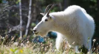 Mountain goat, believed to be stolen pet, rescued while hanging from Kansas City bridge