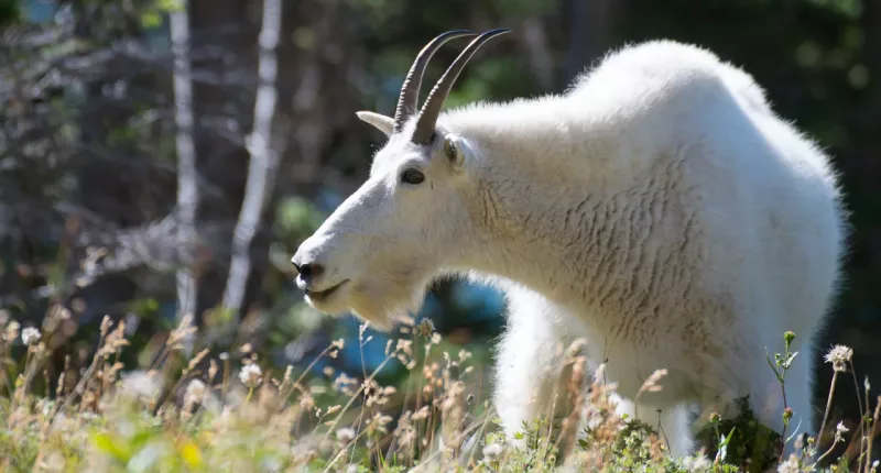 Mountain goat, believed to be stolen pet, rescued while hanging from Kansas City bridge