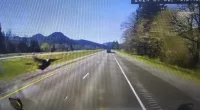 Oregon trucker hurt after turkey crashes through windshield