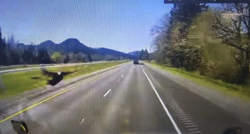 Oregon trucker hurt after turkey crashes through windshield