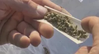 Proposed ordinance could decriminalize marijuana in Guyton