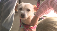 San Diego family reunites with missing dog found in Michigan nearly a year later