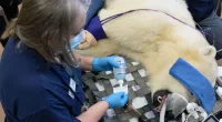 Washington polar bear cub Laerke receives encouraging results at annual physical exam