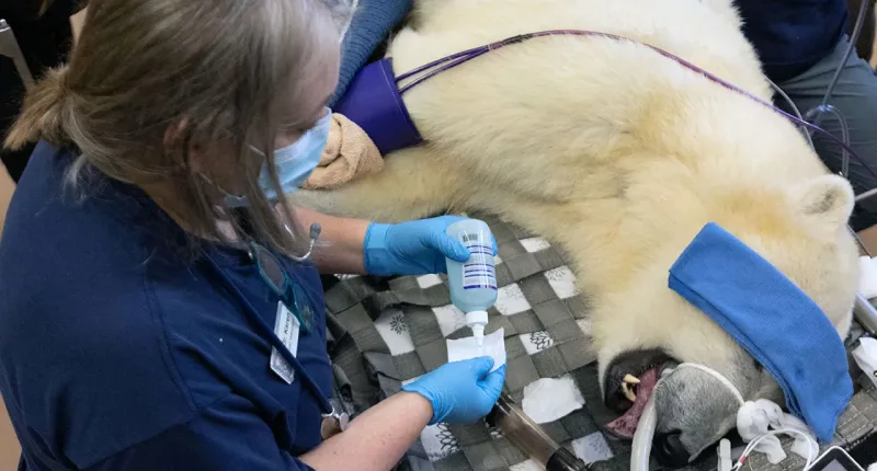 Washington polar bear cub Laerke receives encouraging results at annual physical exam