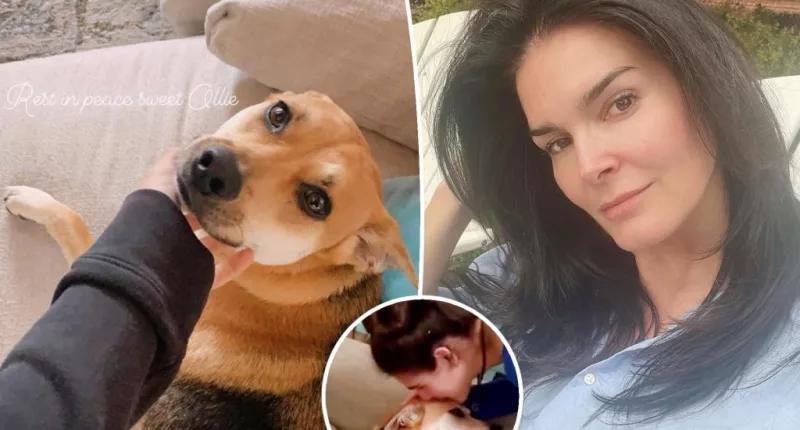 ‘Devastated’ Angie Harmon claims Instacart driver shot and killed ‘precious’ dog Oliver
