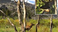 Two kids, woman with dog attacked by crazed elks in separate incidents in Colorado park